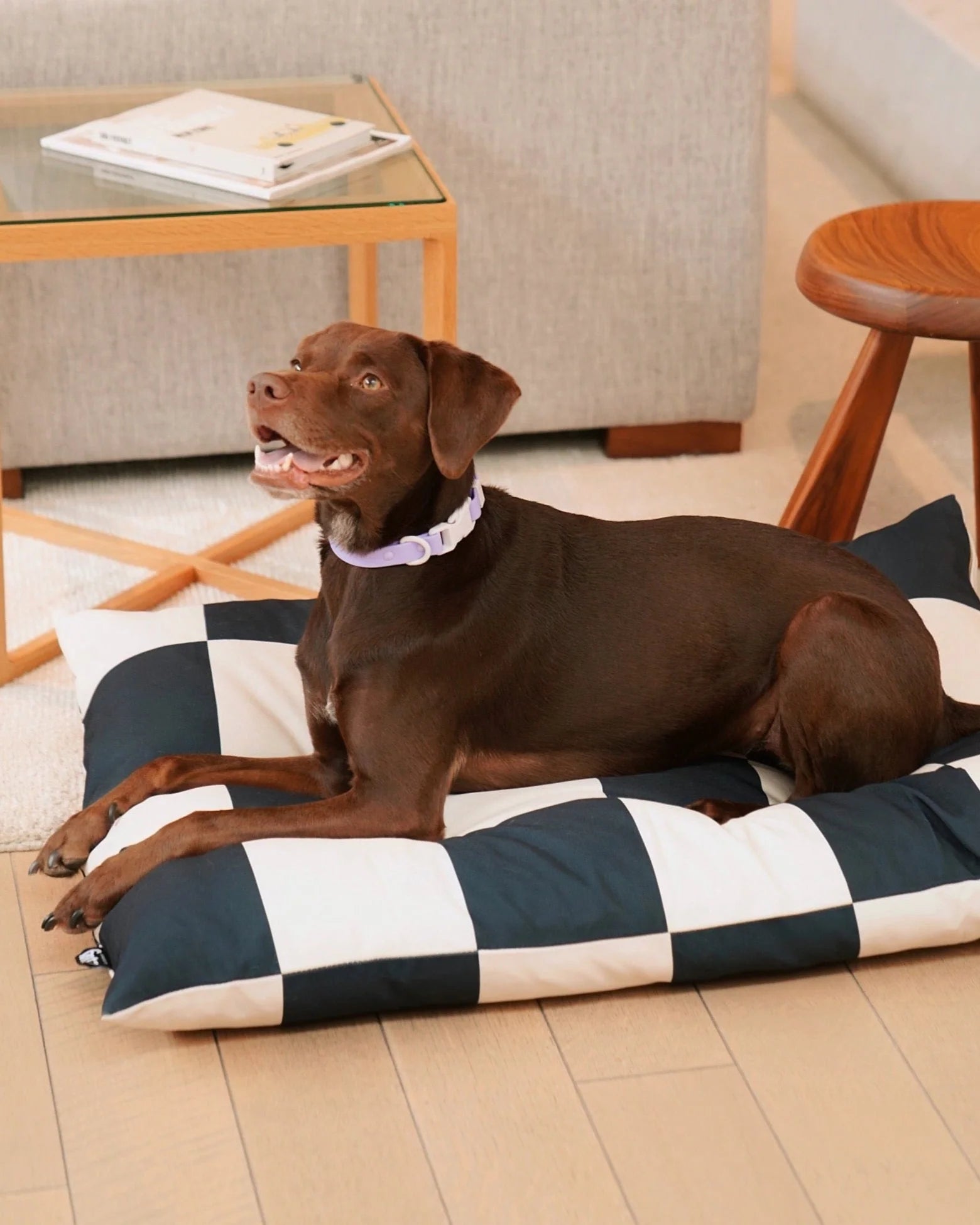 Fritz Modern Dog Bed