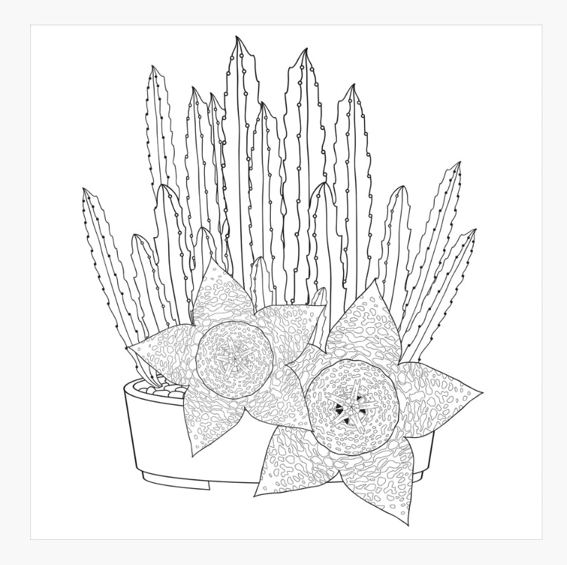 Succulents Colouring Book