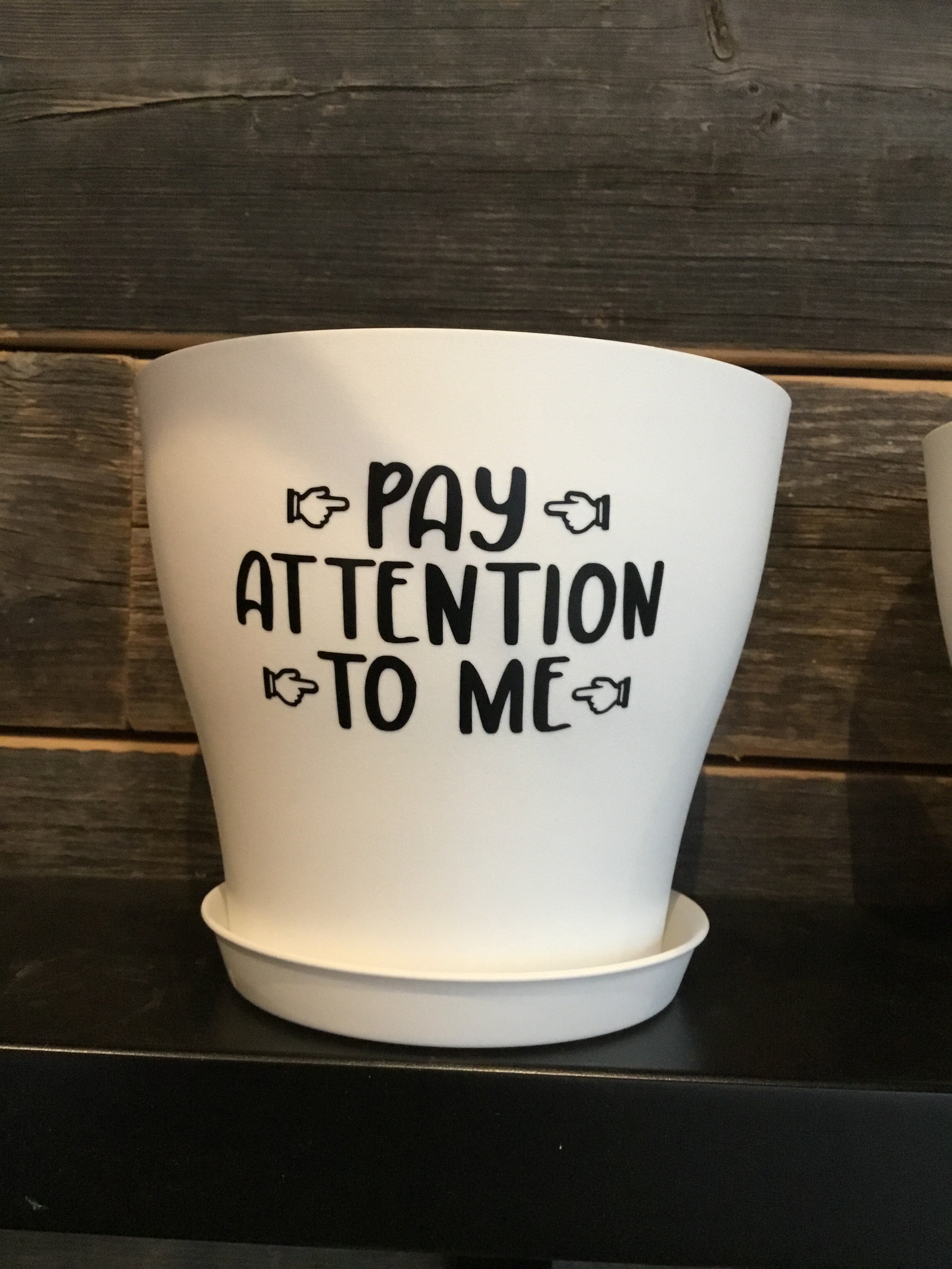 Potted Oasis 6" Pay Attention to Me