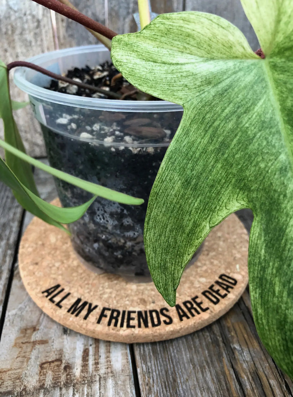 Rooting for You All My Friends