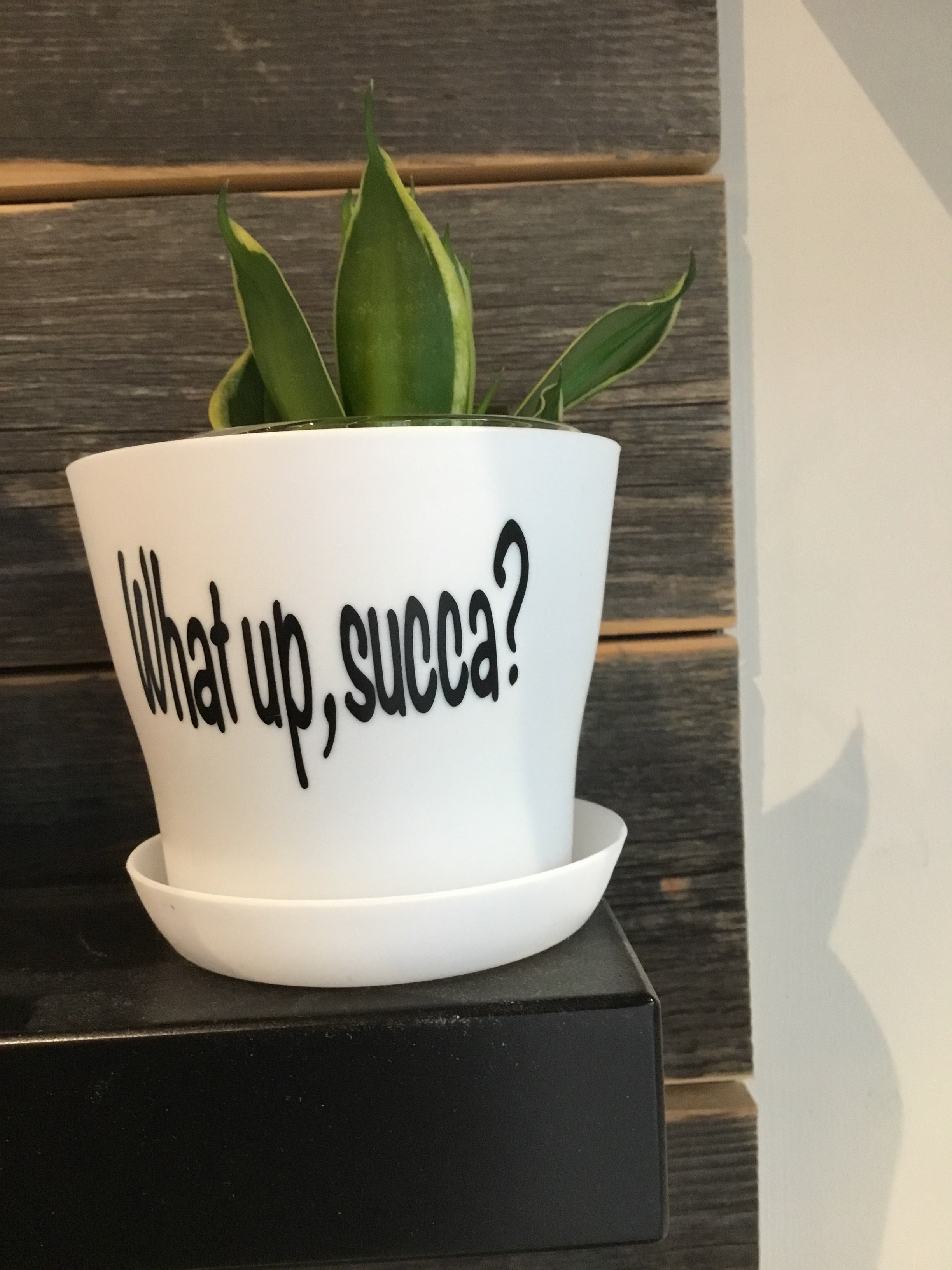 Potted Oasis 4" What Up Succa