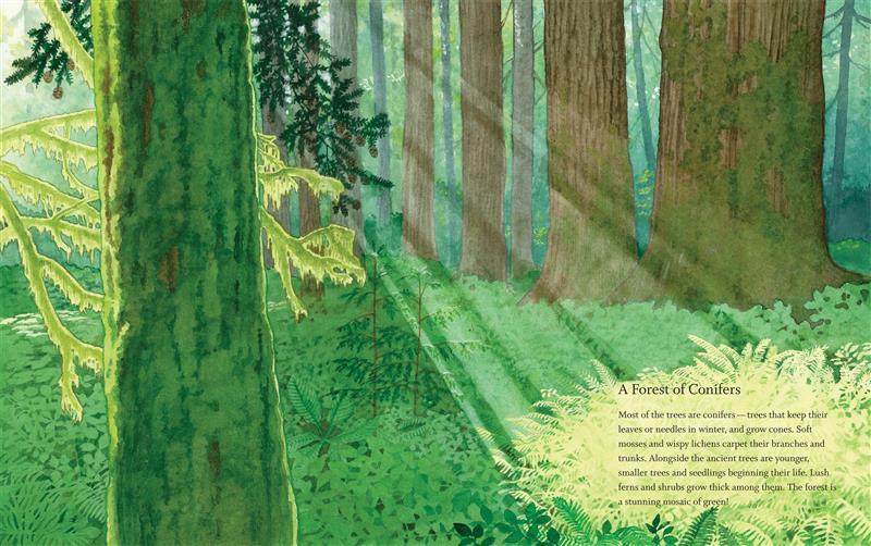 West Coast Wild Rainforest